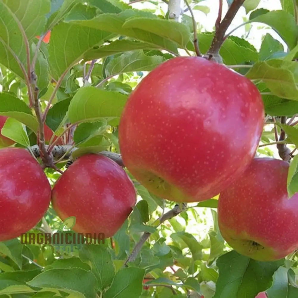 Pink Apple Tree Seeds A Planting Guide For Your Dream Orchard Fruit For