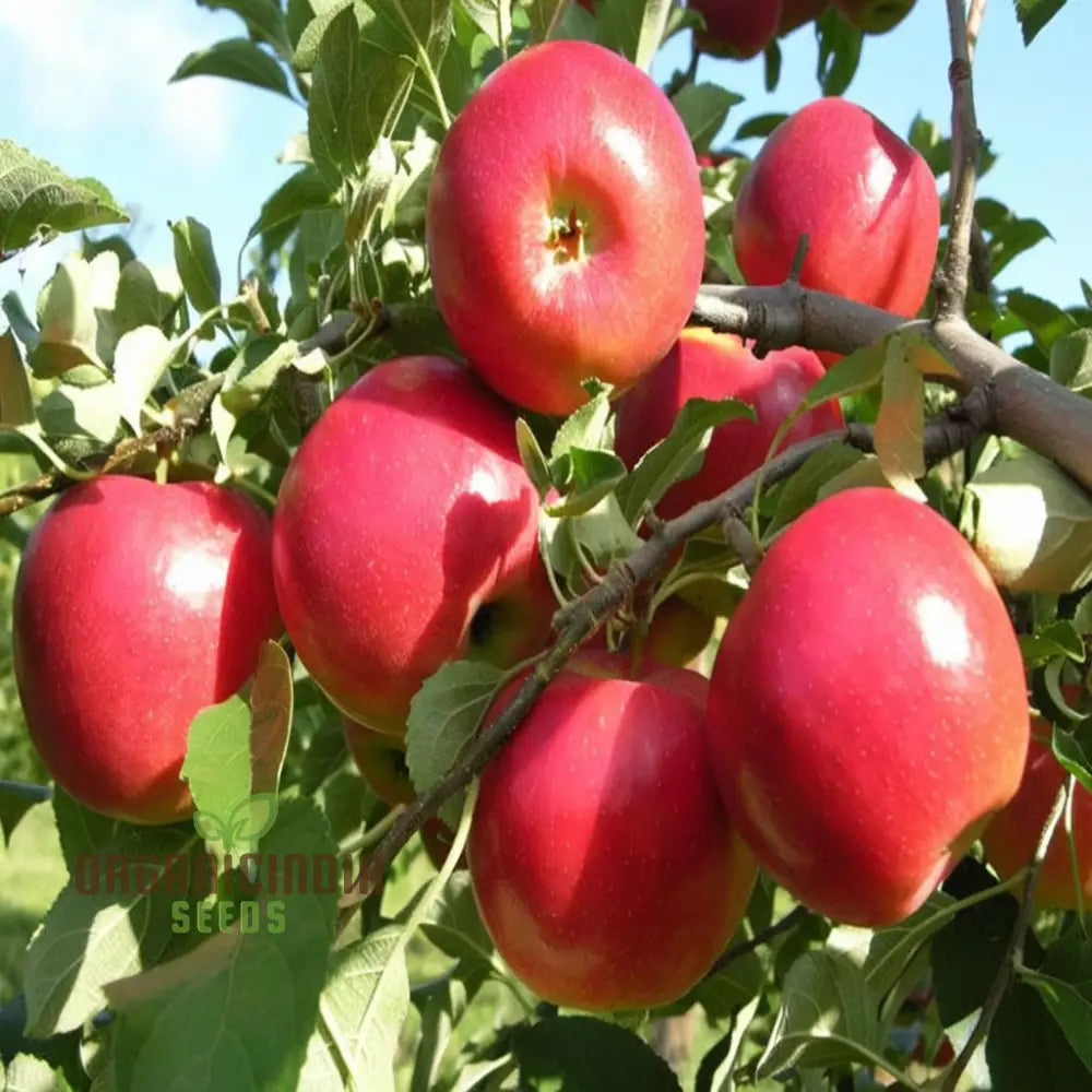 Pink Apple Tree Seeds A Planting Guide For Your Dream Orchard Fruit For