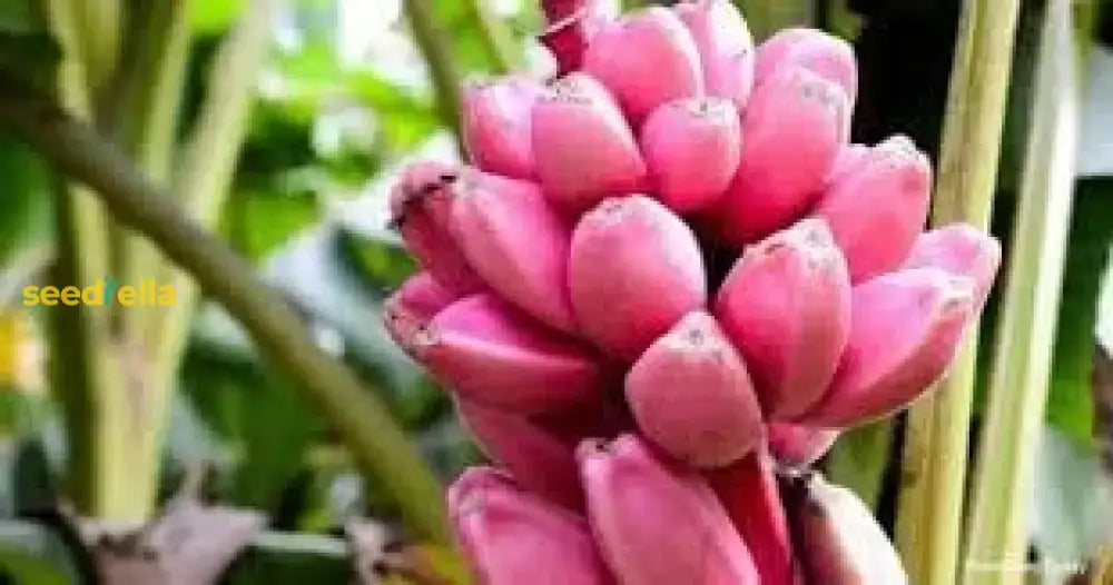 Pink Banana Fruit Seeds For Easy Planting