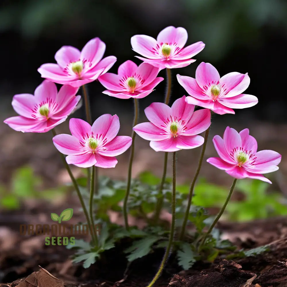 Pink Blanda Star Flower Seeds Stunning Blooms For Your Garden Easy-To-Growing Annuals