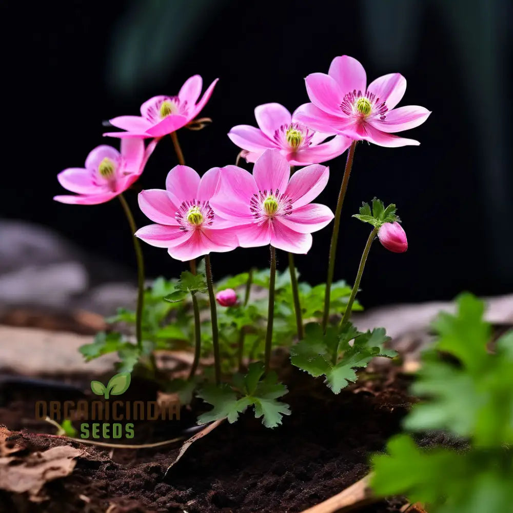 Pink Blanda Star Flower Seeds Stunning Blooms For Your Garden Easy-To-Growing Annuals