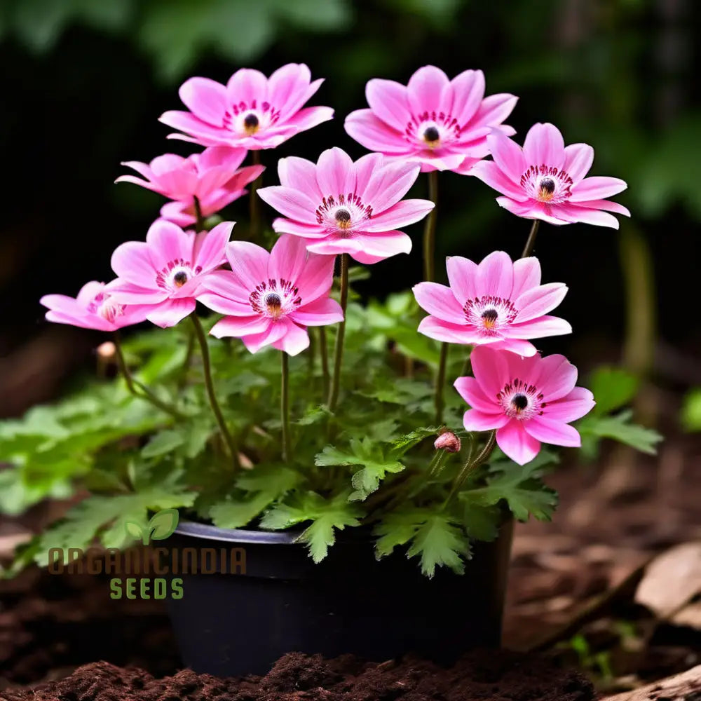 Pink Blanda Star Flower Seeds Stunning Blooms For Your Garden Easy-To-Growing Annuals