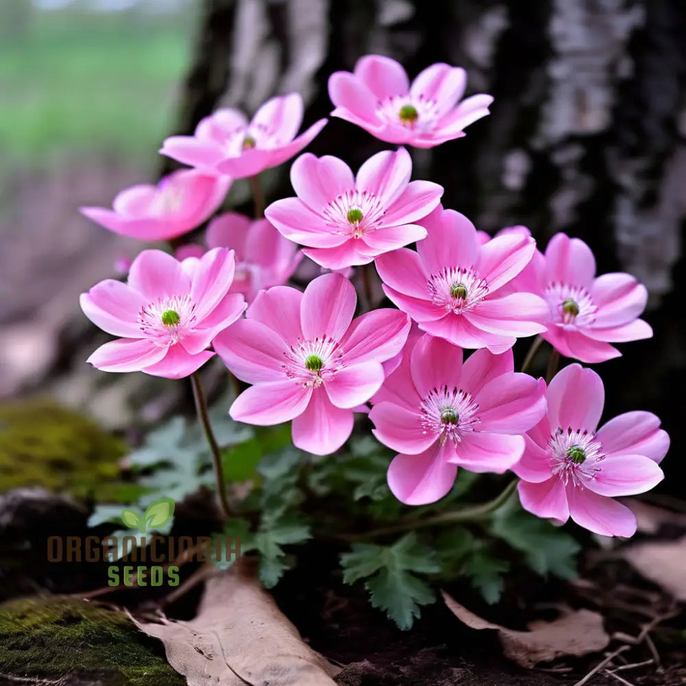 Pink Blanda Star Flower Seeds Stunning Blooms For Your Garden Easy-To-Growing Annuals