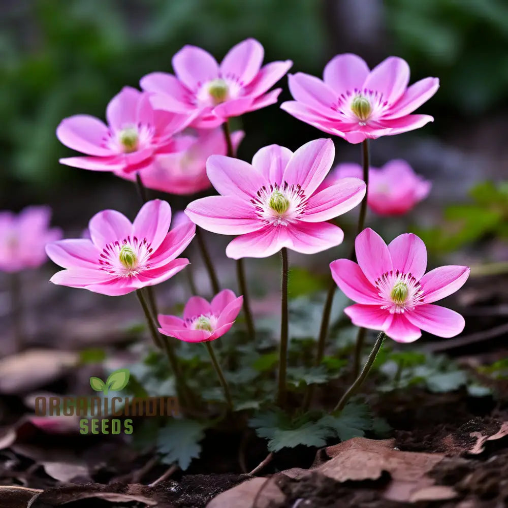 Pink Blanda Star Flower Seeds Stunning Blooms For Your Garden Easy-To-Growing Annuals