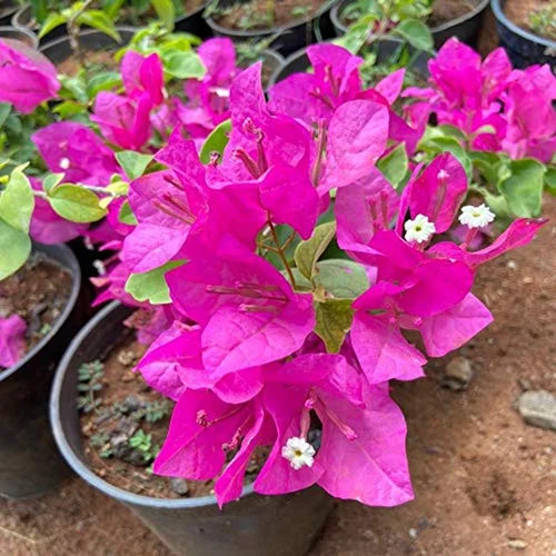 Frische Bougainvillea-Blumensamen zum Einpflanzen – leuchtend rosa Blüten