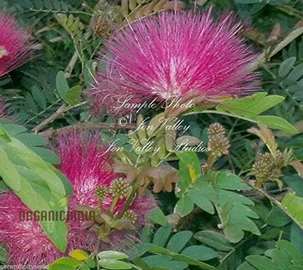 Pink Calliandra Eriophylla Plant Seeds Flower Garden Seed Suppliers Powder Puff