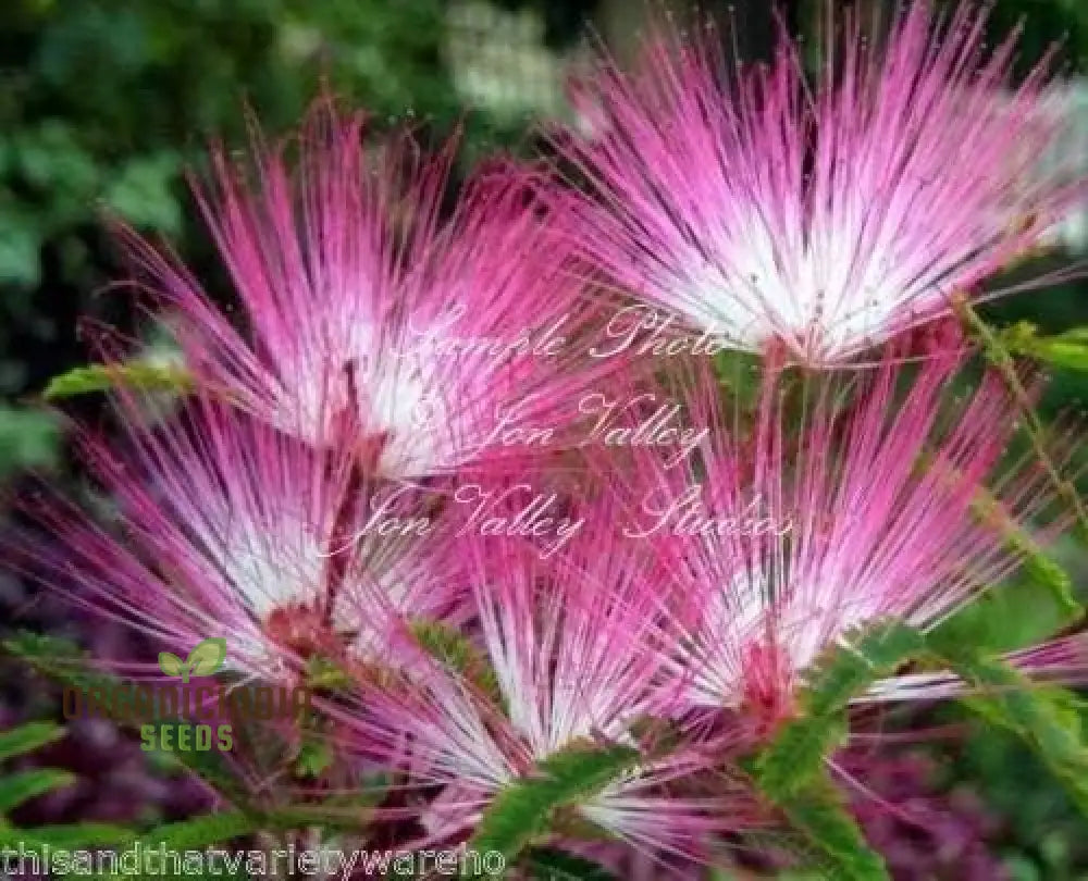 Pink Calliandra Eriophylla Plant Seeds Flower Garden Seed Suppliers Powder Puff