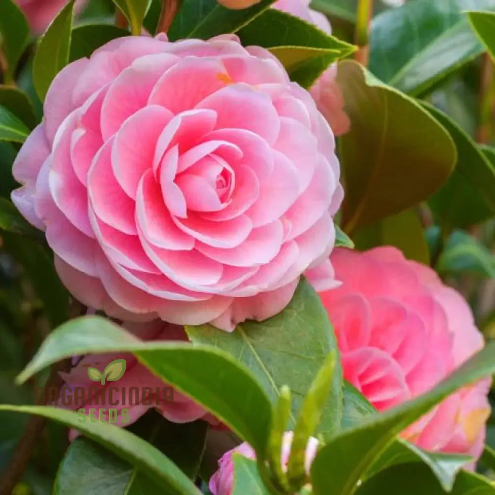 Pink Camellia Flower Seeds For Planting Exquisite Blooms Your Garden Premium Gardening Seeds