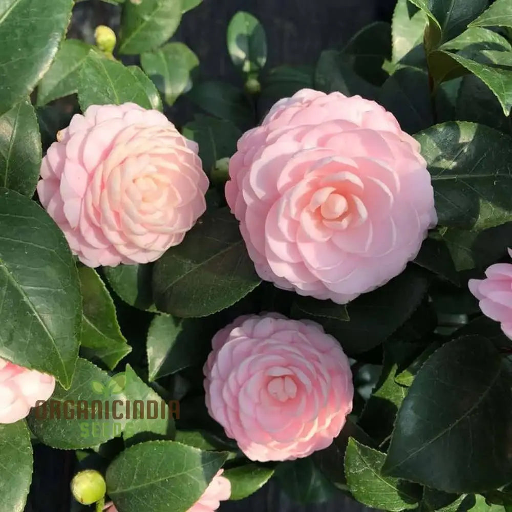 Pink Camellia Flower Seeds For Planting Exquisite Blooms Your Garden Premium Gardening Seeds