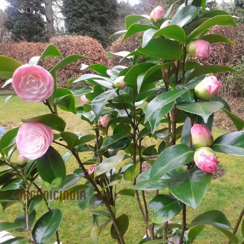 Pink Camellia Flower Seeds For Planting Exquisite Blooms Your Garden Premium Gardening Seeds