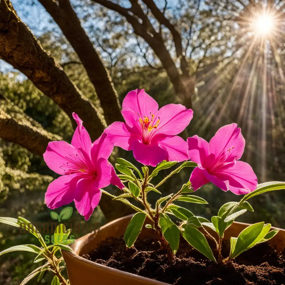 Pink Clarkia Amoena Flower Seeds Elegant Blooms For Charming Garden Landscapes Annuals