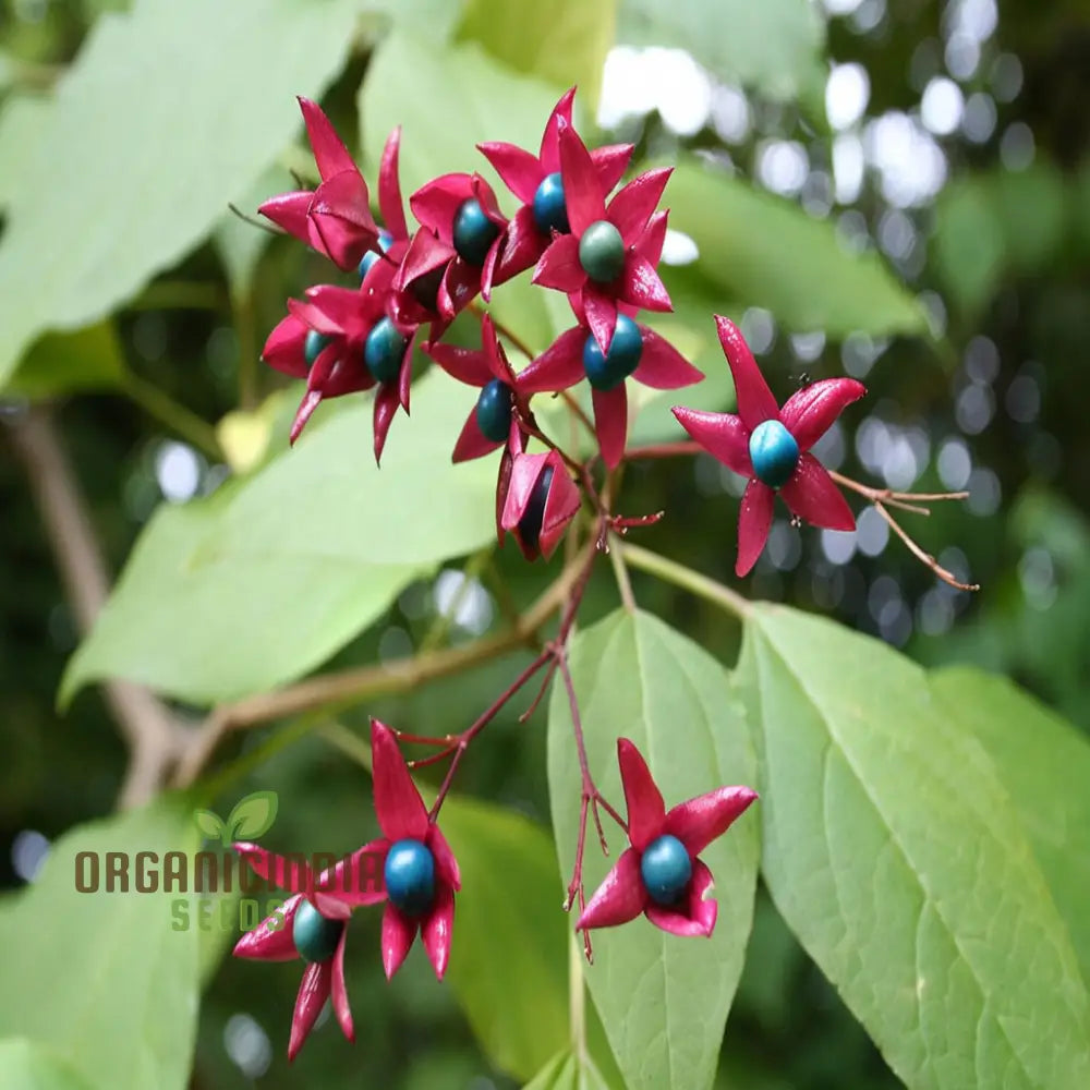 Pink Clerodendron Trichotomum Tree Plant Seeds Fragrant And Ornamental Blossoms Easy-To-Grow For A