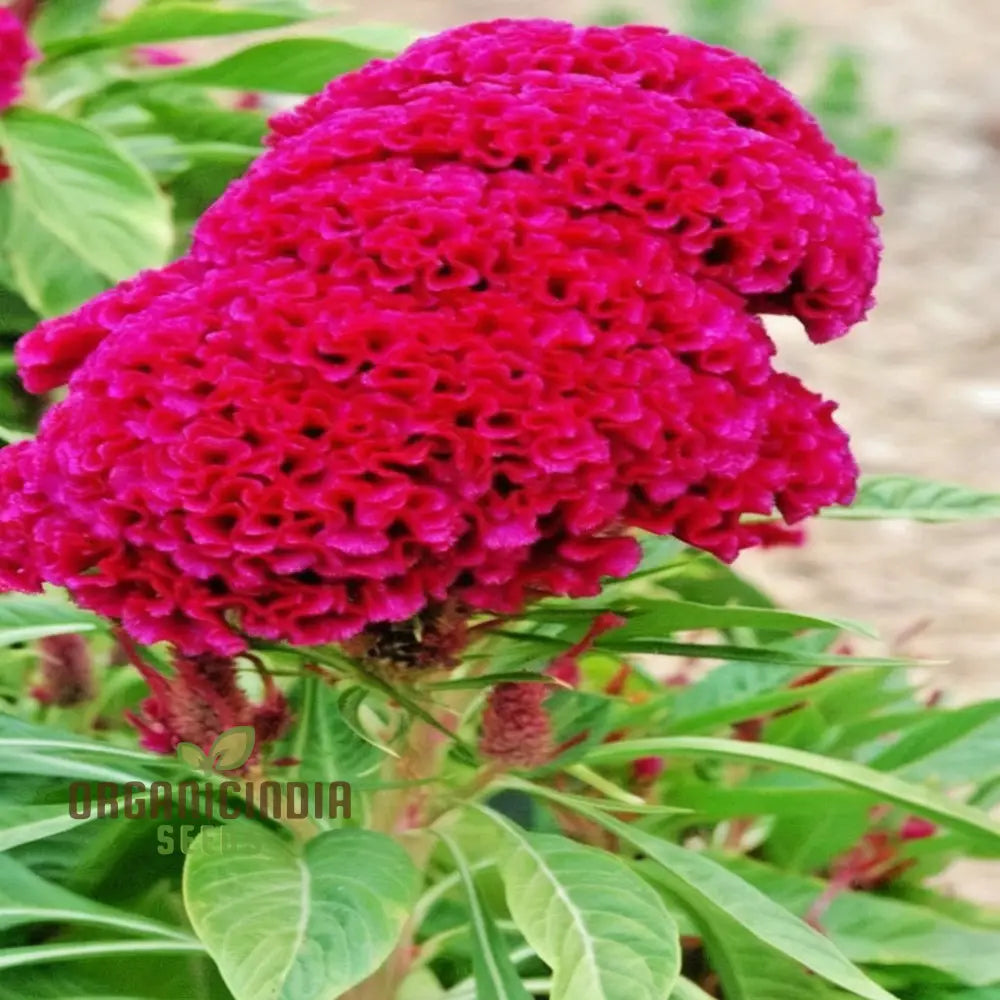 Pink Cockscomb Flower Seeds - Unique Crested Blooms For Eye-Catching Gardens Seeds