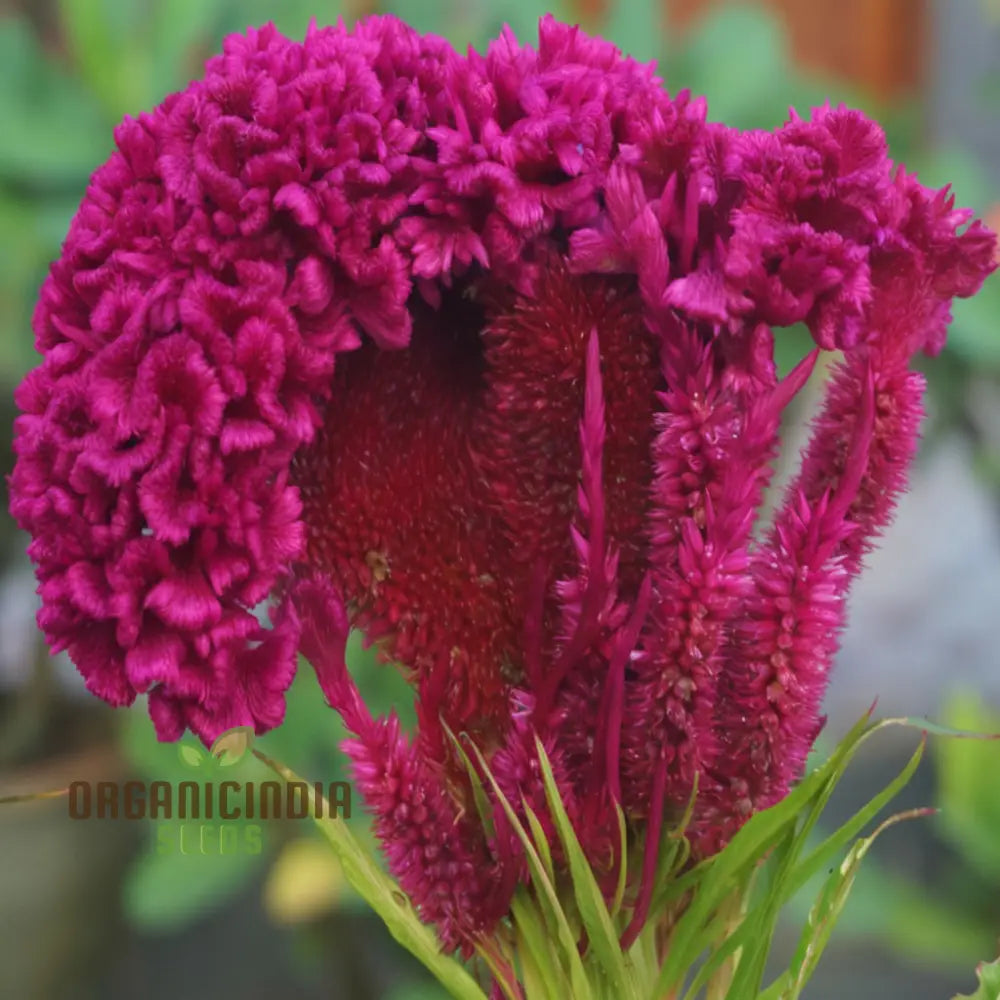 Pink Cockscomb Flower Seeds - Unique Crested Blooms For Eye-Catching Gardens Seeds