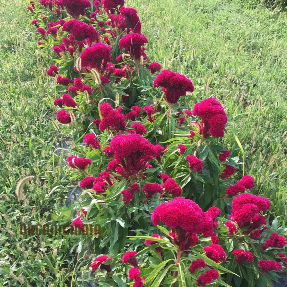 Pink Cockscomb Flower Seeds - Unique Crested Blooms For Eye-Catching Gardens Seeds