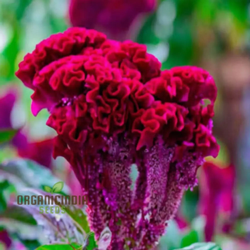 Pink Cockscomb Flower Seeds - Unique Crested Blooms For Eye-Catching Gardens Seeds