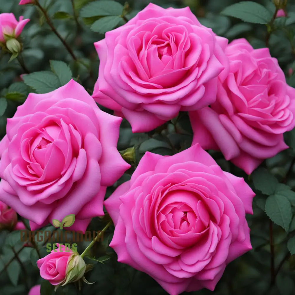 Pink Damascus Rose Flower Seeds Cultivate Timeless Beauty With Premium For Planting Perennials