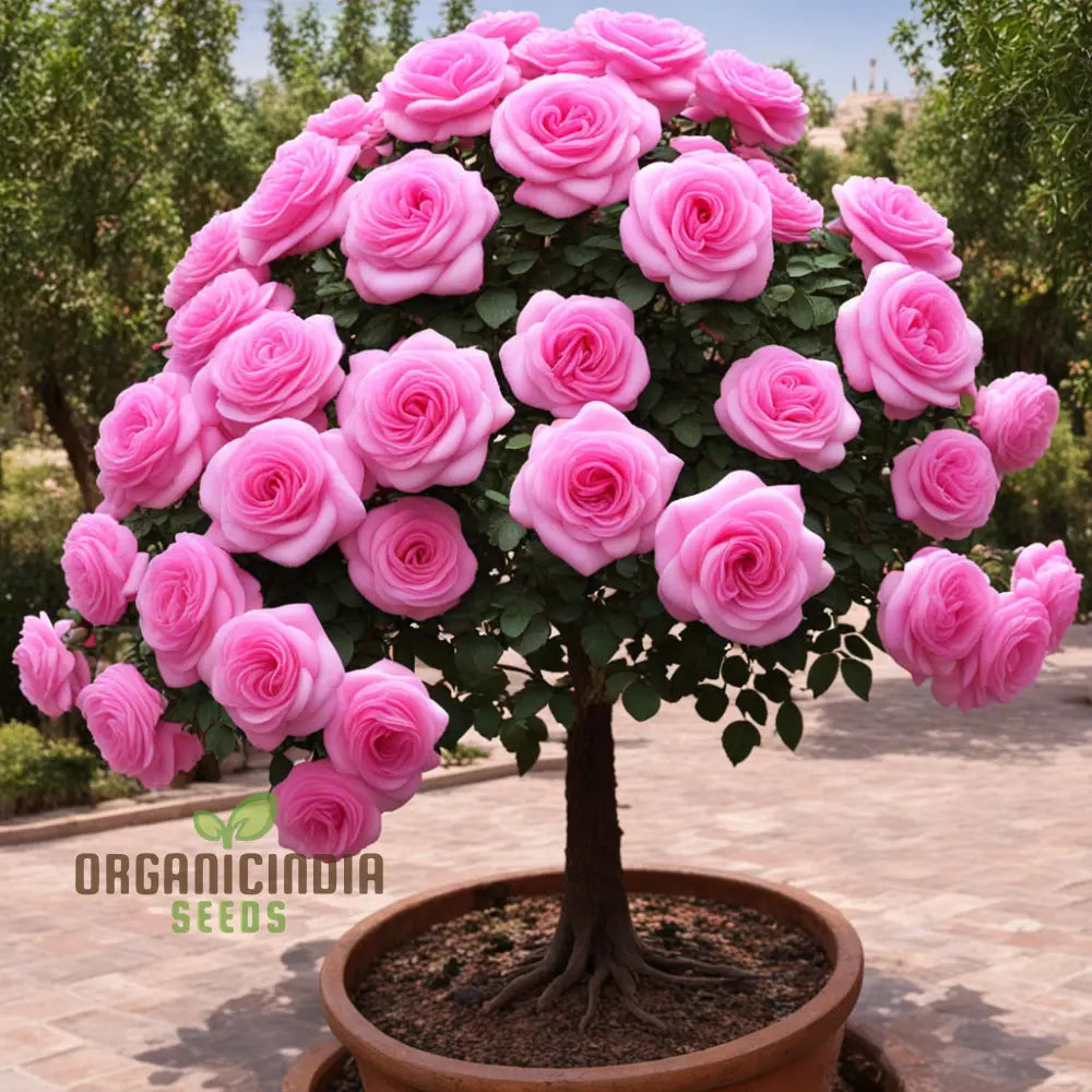 Pink Damascus Rose Flower Seeds Cultivate Timeless Beauty With Premium For Planting Perennials