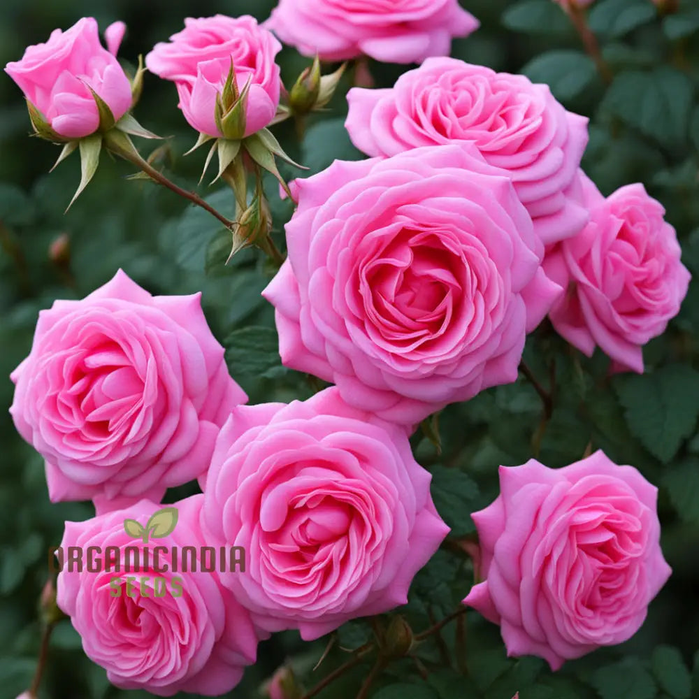 Pink Damascus Rose Flower Seeds Cultivate Timeless Beauty With Premium For Planting Perennials