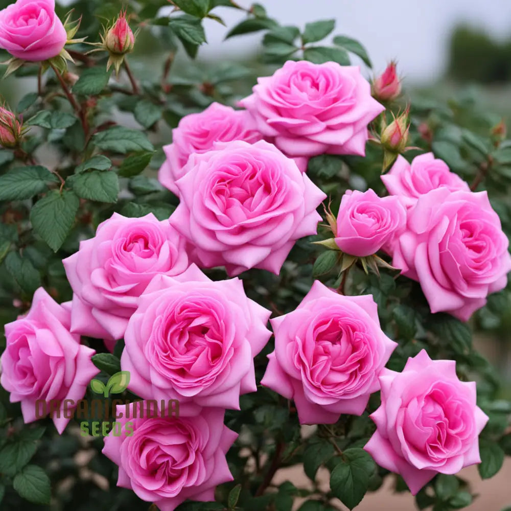 Pink Damascus Rose Flower Seeds Cultivate Timeless Beauty With Premium For Planting Perennials