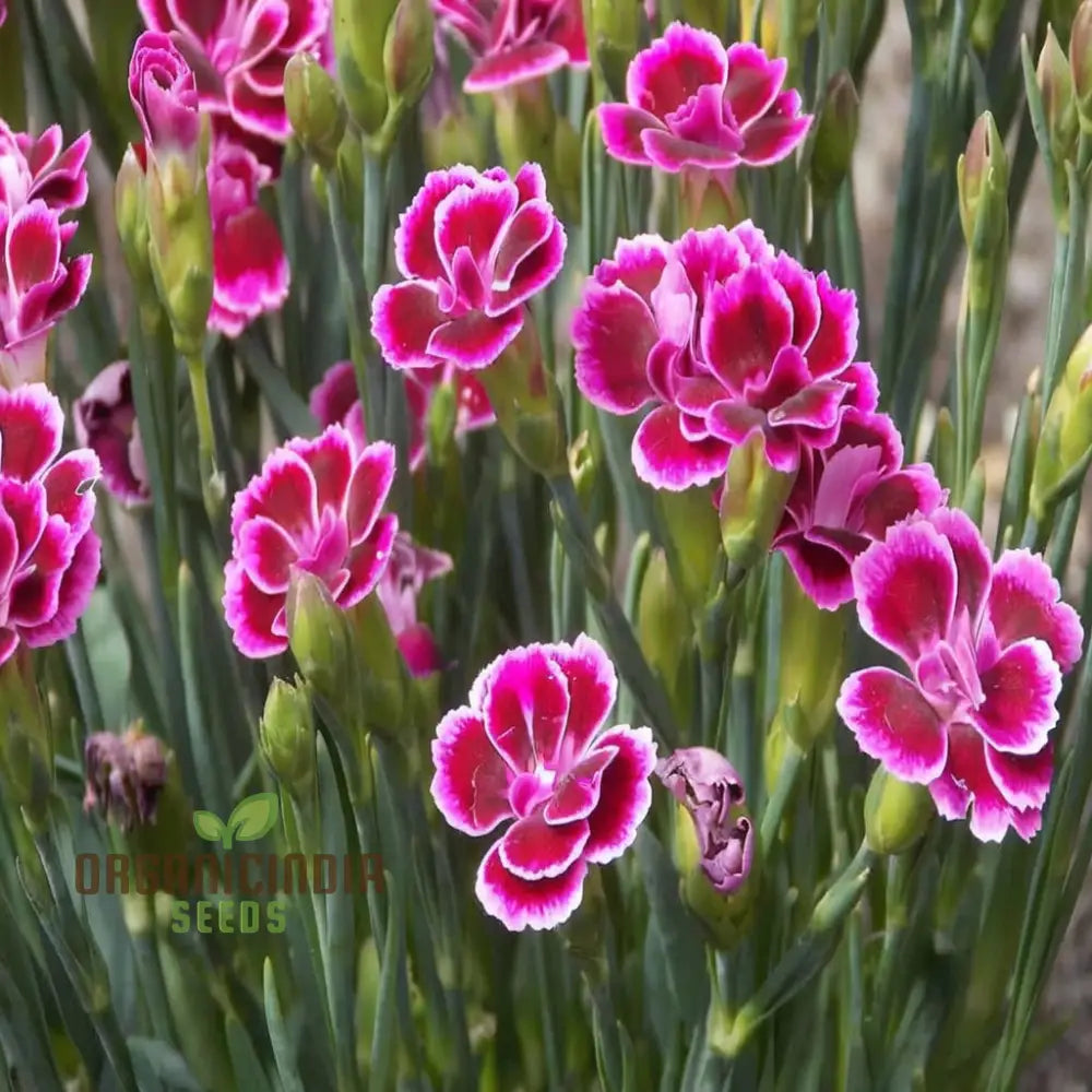 Pink Dianthus Caryophyllus Flower Seeds Delicate And Fragrant Blooms Charming Colorful Garden