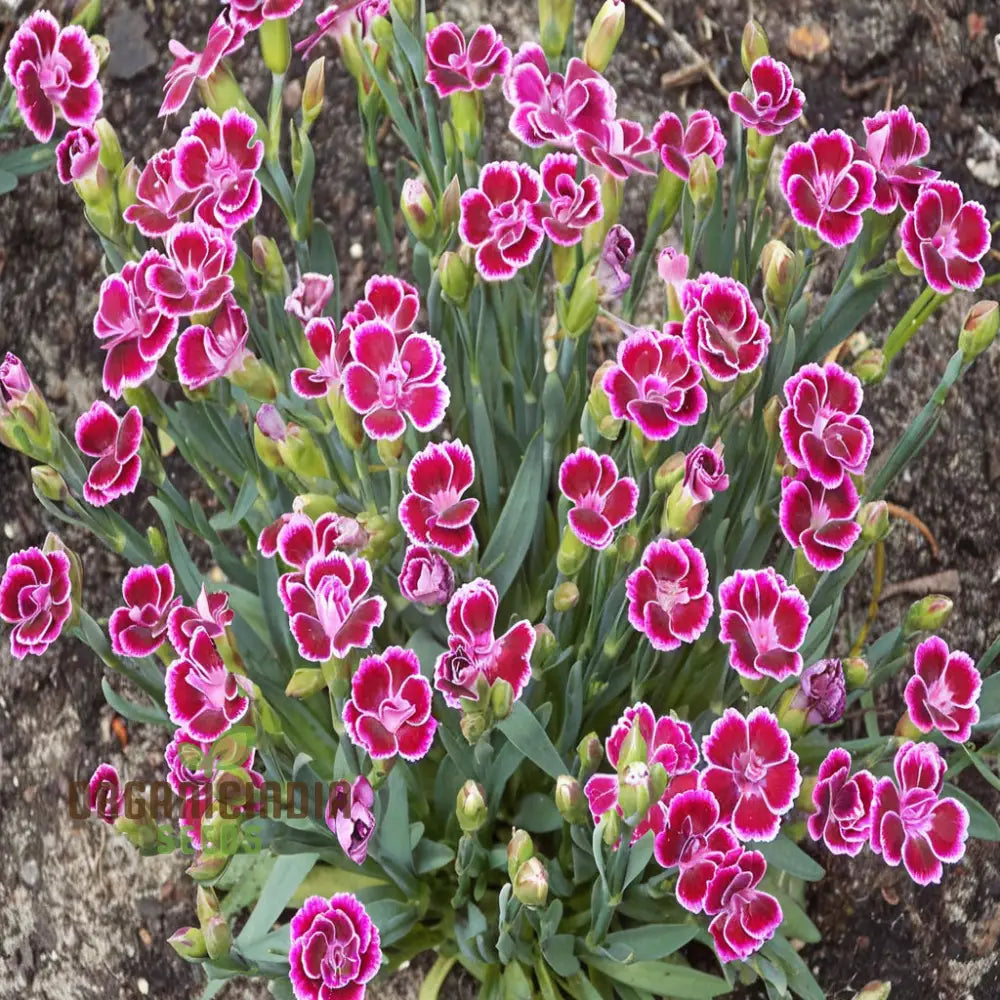 Pink Dianthus Caryophyllus Flower Seeds Delicate And Fragrant Blooms Charming Colorful Garden