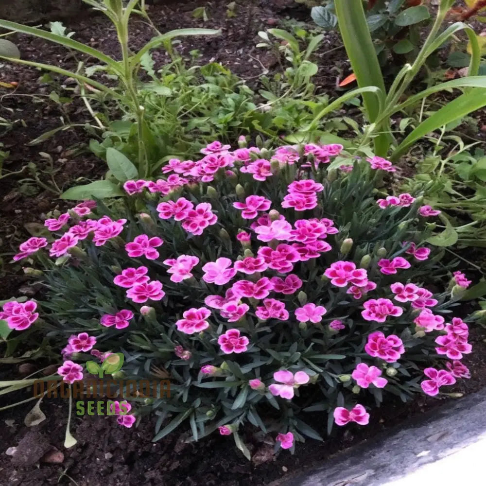 Pink Dianthus Caryophyllus Flower Seeds Delicate And Fragrant Blooms Charming Colorful Garden