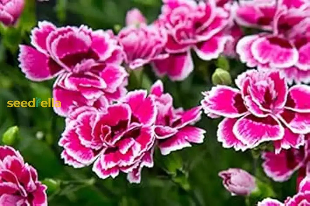 Pink Double-Flowered Dianthus Seeds For Easy Planting Flower