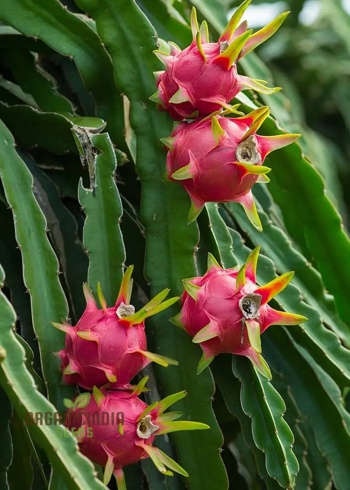 Pink Dragon Fruit Seeds For Planting Enhance Your Gardening With Exotic