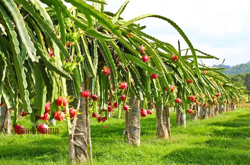 Pink Dragon Fruit Seeds For Planting Enhance Your Gardening With Exotic