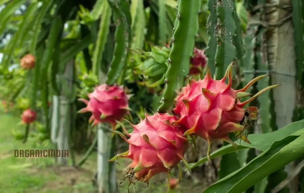 Pink Dragon Fruit Seeds For Planting Enhance Your Gardening With Exotic