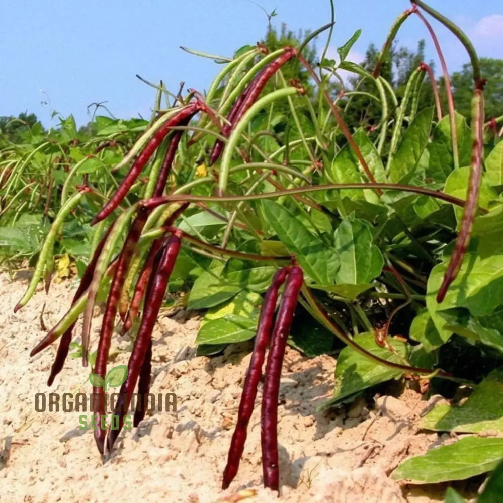 Pink Eyed Purple Hulled Beans Vegetable Seeds – Elevate Your Gardening With Nutritious Colorful