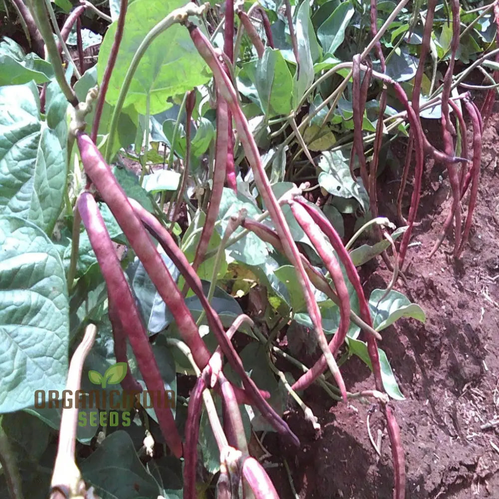 Pink Eyed Purple Hulled Beans Vegetable Seeds – Elevate Your Gardening With Nutritious Colorful