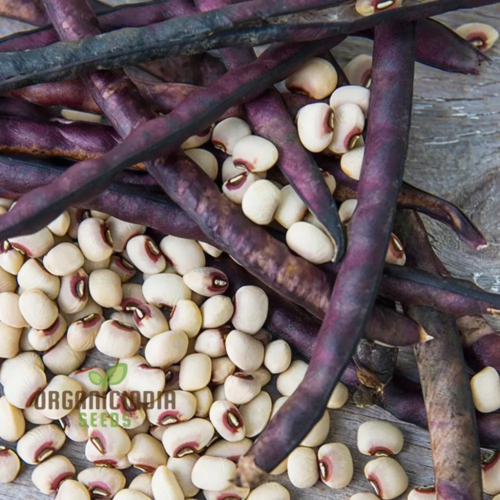 Pink Eyed Purple Hulled Beans Vegetable Seeds – Elevate Your Gardening With Nutritious Colorful