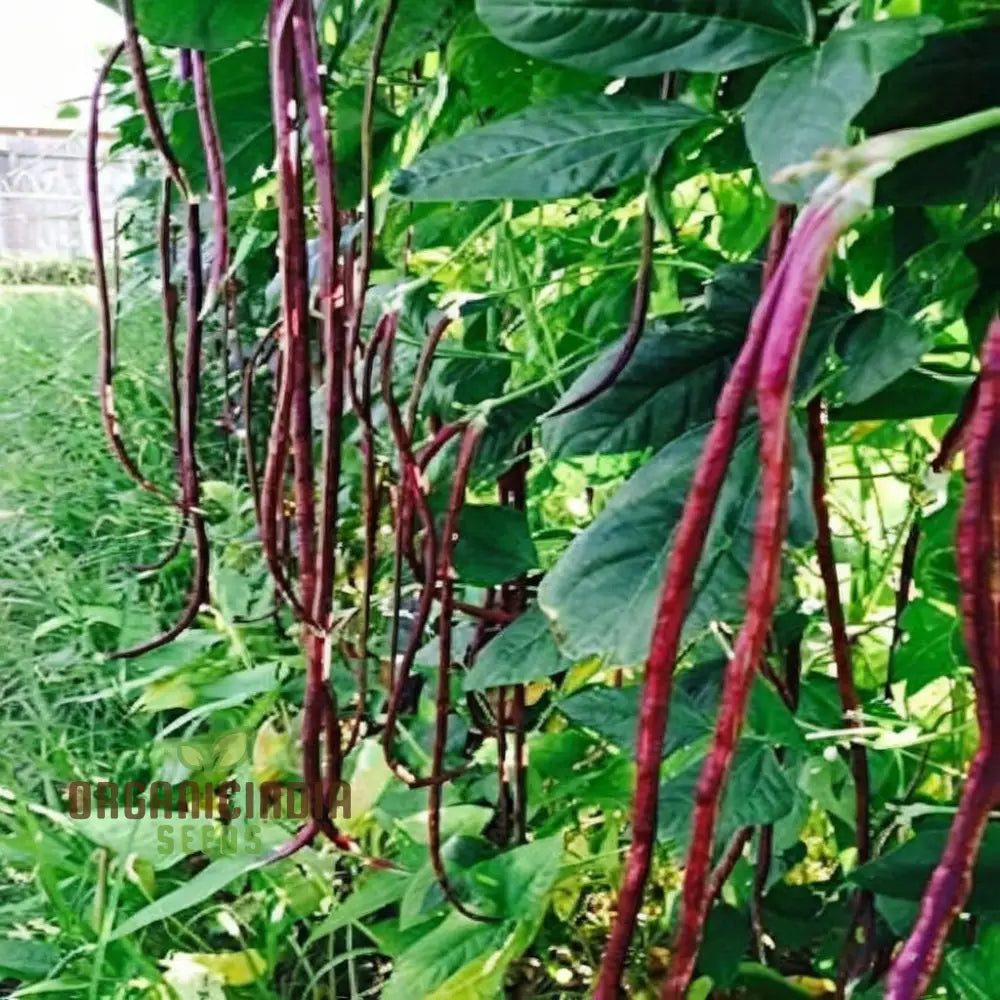 Pink Eyed Purple Hulled Beans Vegetable Seeds – Elevate Your Gardening With Nutritious Colorful