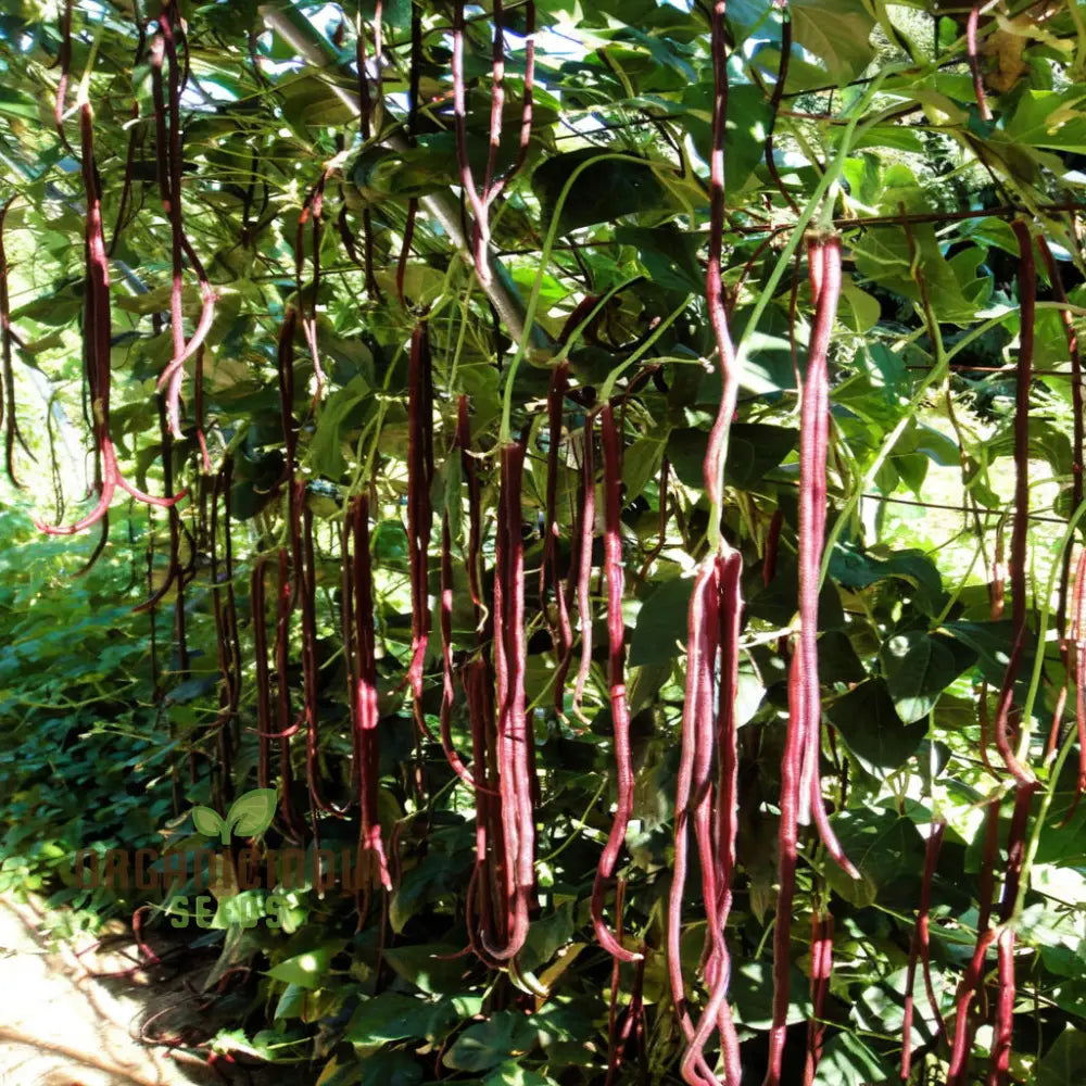 Pink Eyed Purple Hulled Beans Vegetable Seeds – Elevate Your Gardening With Nutritious Colorful