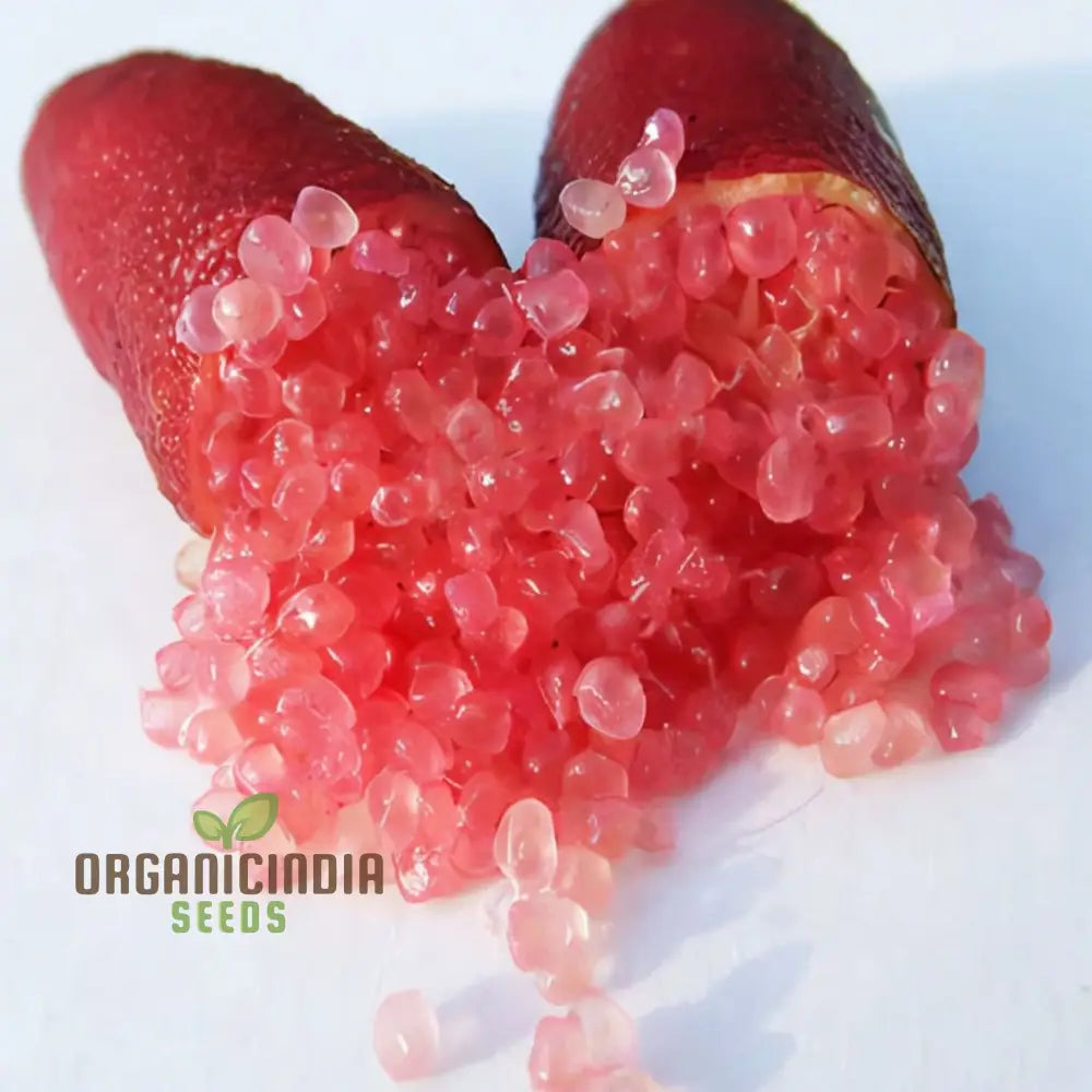 Pink Finger Lime Fruit Seeds - Premium Quality Organic For Planting And Gardening Buy The Best