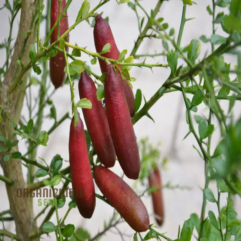 Pink Finger Lime Fruit Seeds - Premium Quality Organic For Planting And Gardening Buy The Best