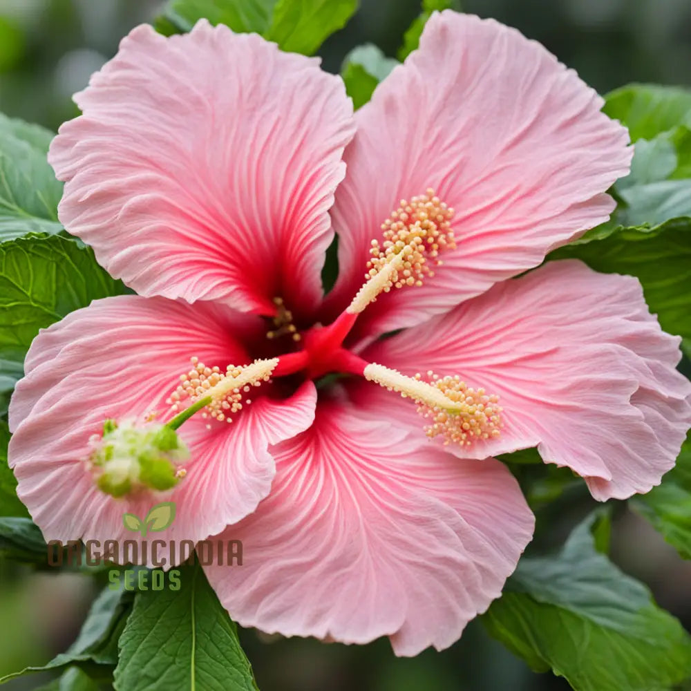 Pink Hibiscus Syriacus Flower Seeds - Stunning Blooms For Vibrant Garden Beauty Perennials