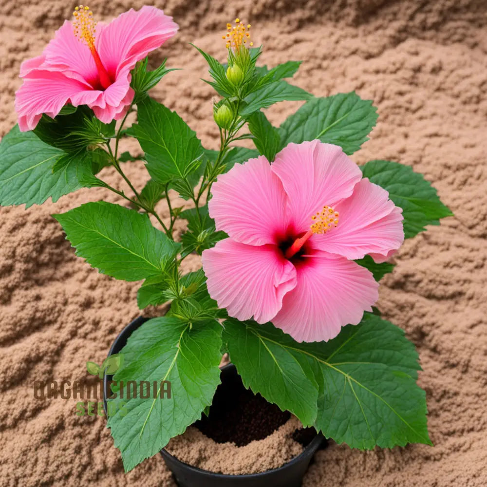 Pink Hibiscus Syriacus Flower Seeds - Stunning Blooms For Vibrant Garden Beauty Perennials