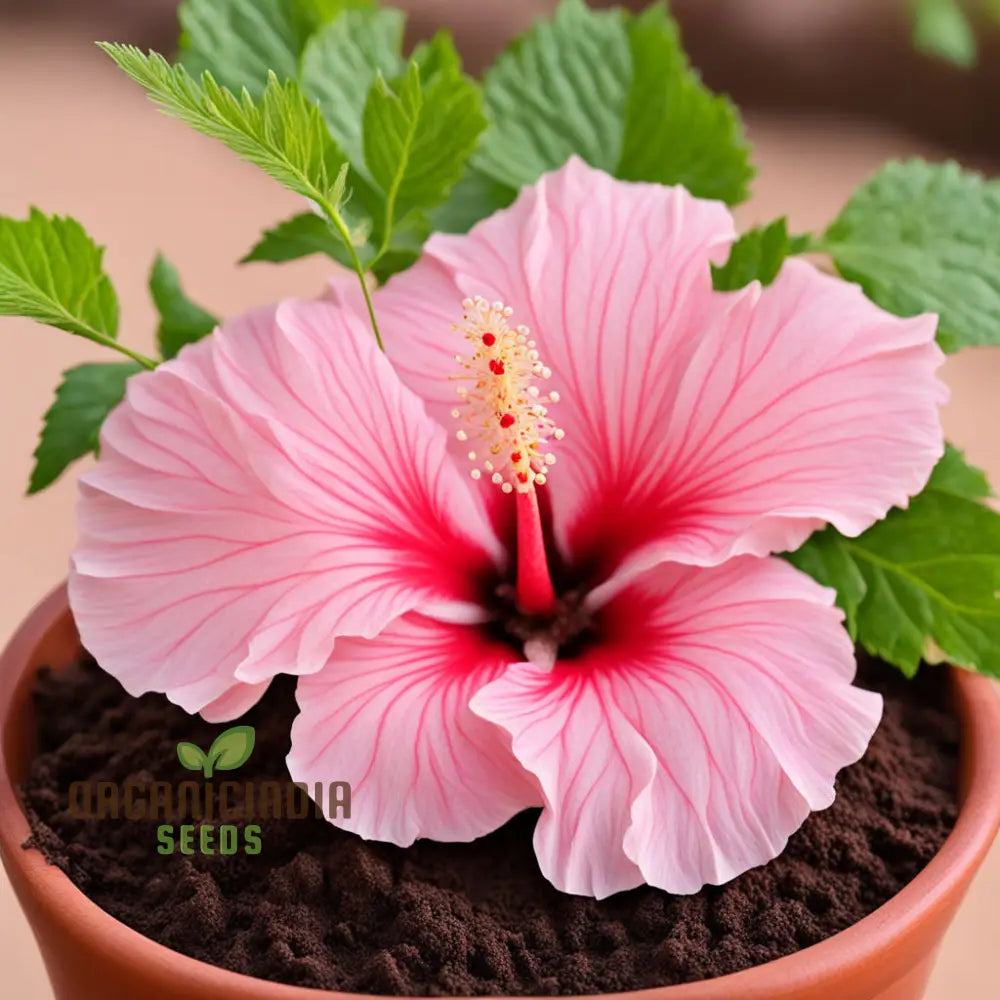 Pink Hibiscus Syriacus Flower Seeds - Stunning Blooms For Vibrant Garden Beauty Perennials