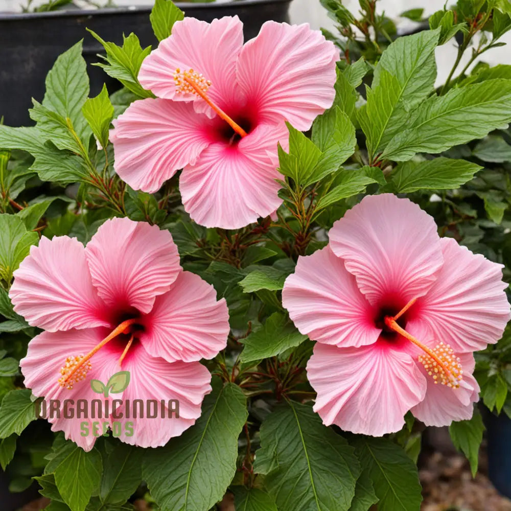 Pink Hibiscus Syriacus Flower Seeds - Stunning Blooms For Vibrant Garden Beauty Perennials