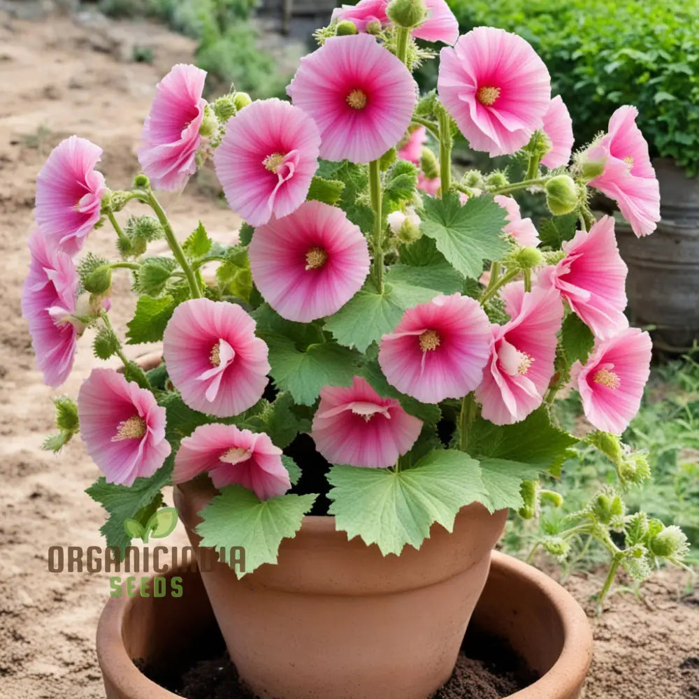 Pink Hollyhock Flower Seeds - Create A Stunning Cottage Garden With Vibrant Blooms Perennials