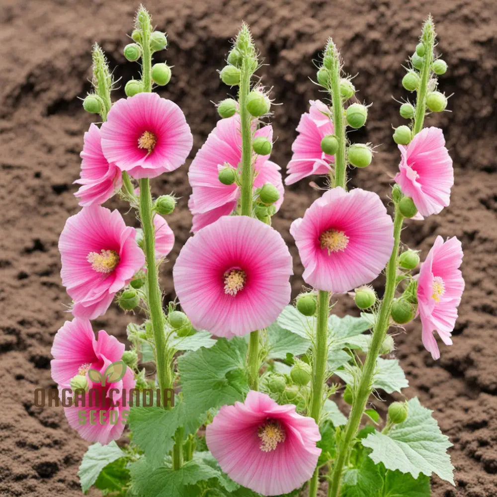 Pink Hollyhock Flower Seeds - Create A Stunning Cottage Garden With Vibrant Blooms Perennials