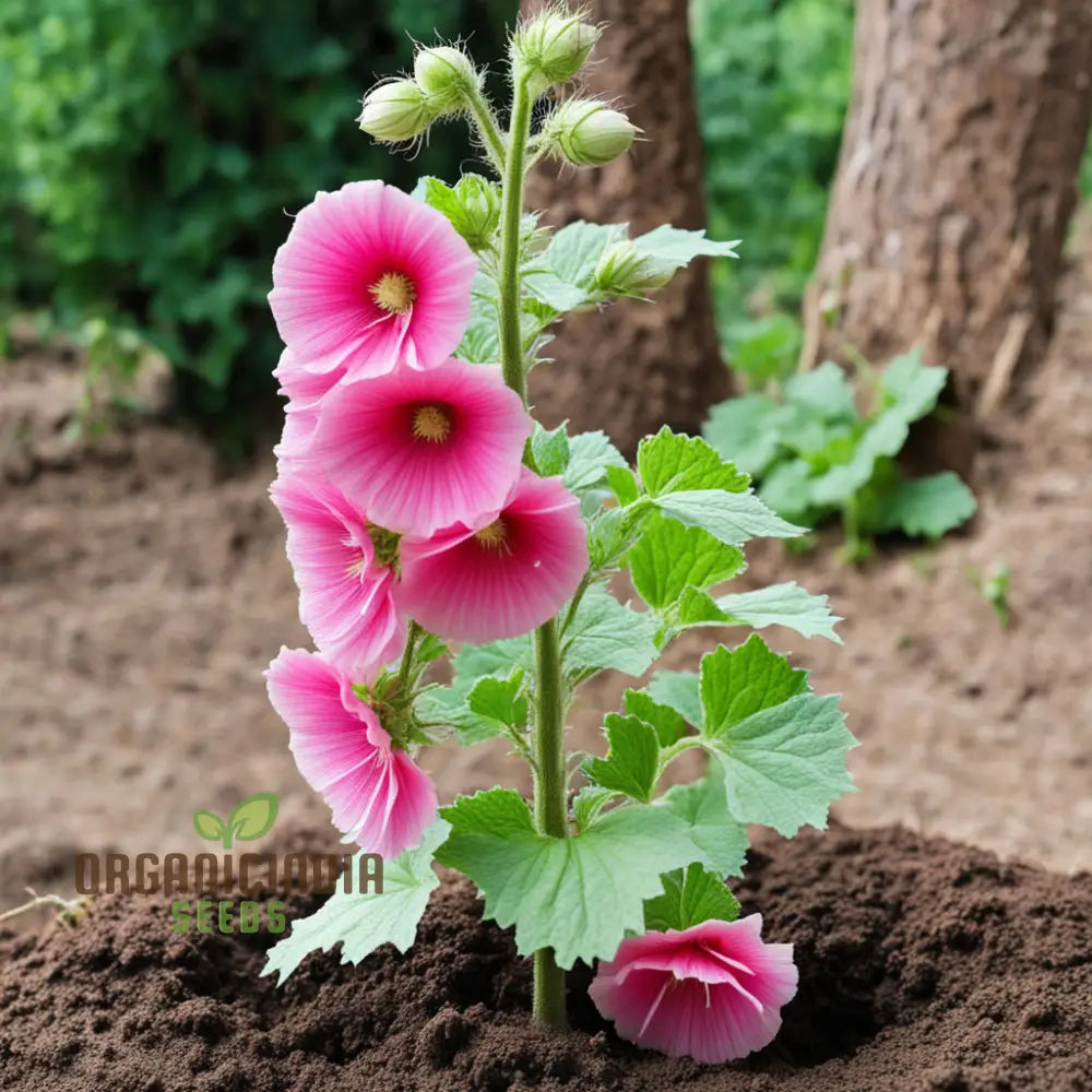 Pink Hollyhock Flower Seeds - Create A Stunning Cottage Garden With Vibrant Blooms Perennials