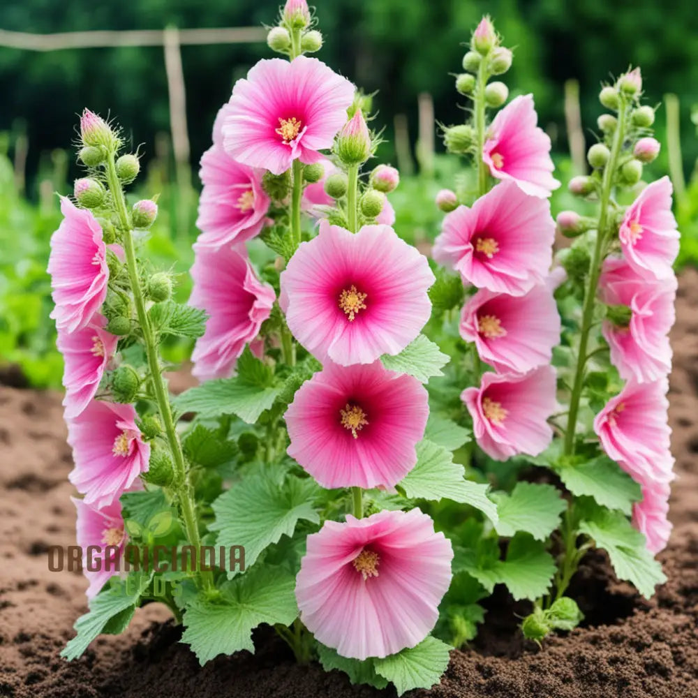 Pink Hollyhock Flower Seeds - Create A Stunning Cottage Garden With Vibrant Blooms Perennials