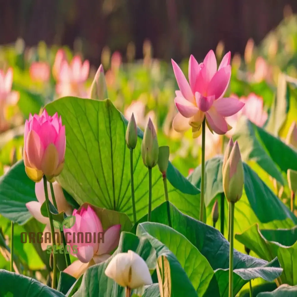 Pink Lotus Flower Seeds - Perfect For Gardening Enthusiasts Seeking Exotic Blooms