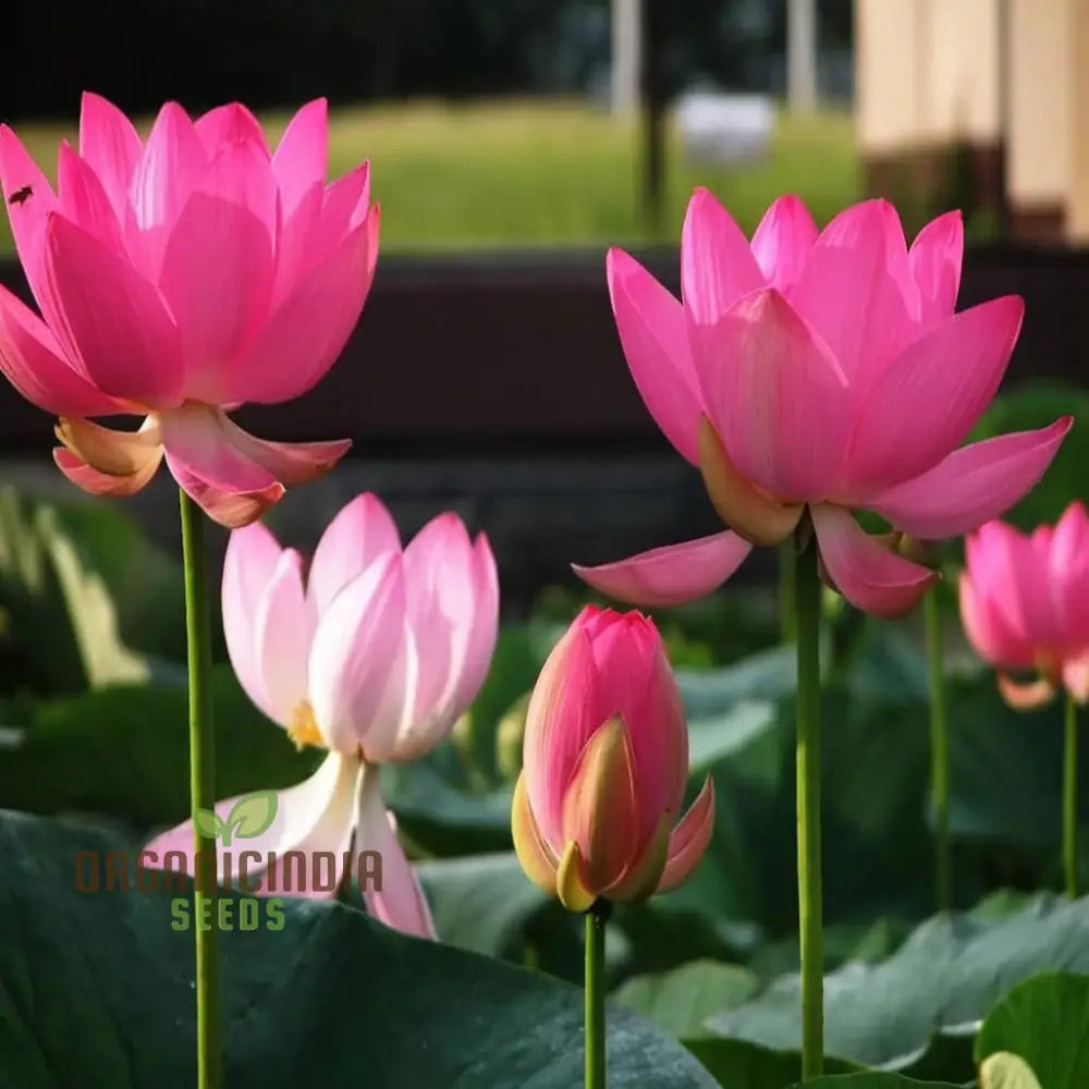 Pink Lotus Flower Seeds - Perfect For Gardening Enthusiasts Seeking Exotic Blooms