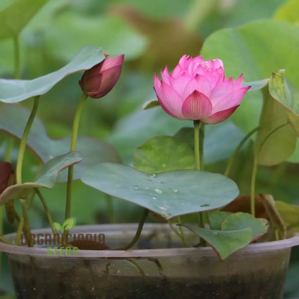 Pink Lotus Flower Seeds - Perfect For Gardening Enthusiasts Seeking Exotic Blooms