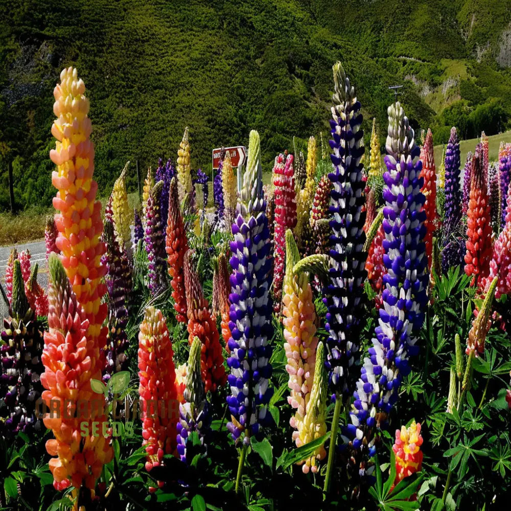 Pink Lupine Flower Seeds - Delicate Blooms For Enchanting Garden Borders Elevate Your Gardening